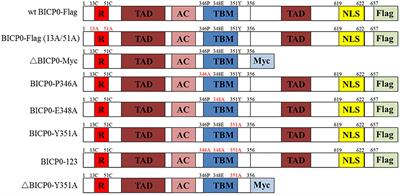 BICP0 Negatively Regulates TRAF6-Mediated NF-κB and Interferon Activation by Promoting K48-Linked Polyubiquitination of TRAF6